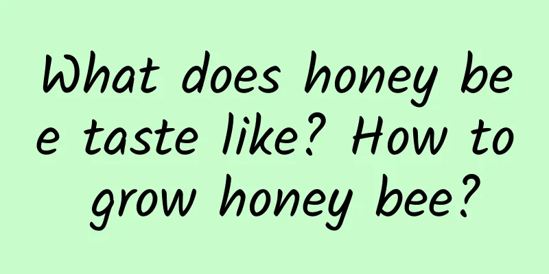 What does honey bee taste like? How to grow honey bee?