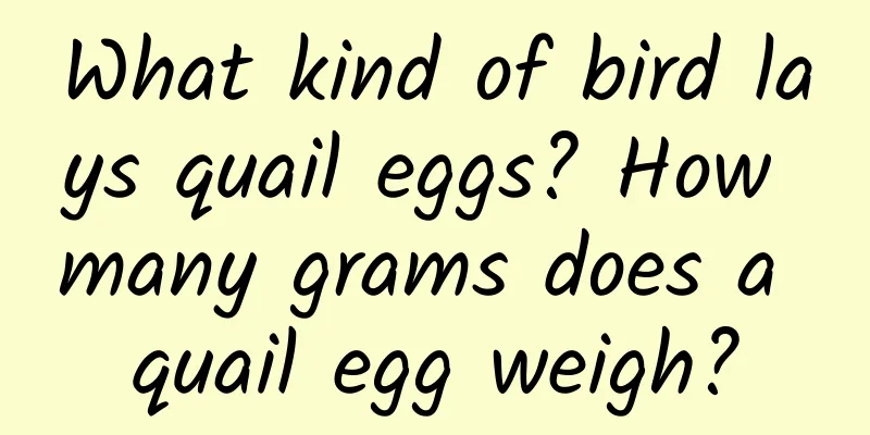 What kind of bird lays quail eggs? How many grams does a quail egg weigh?