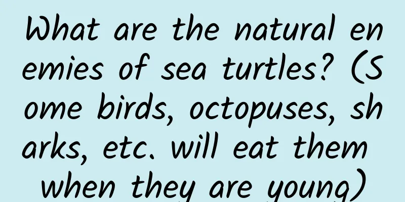 What are the natural enemies of sea turtles? (Some birds, octopuses, sharks, etc. will eat them when they are young)
