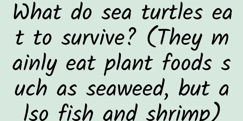 What do sea turtles eat to survive? (They mainly eat plant foods such as seaweed, but also fish and shrimp)