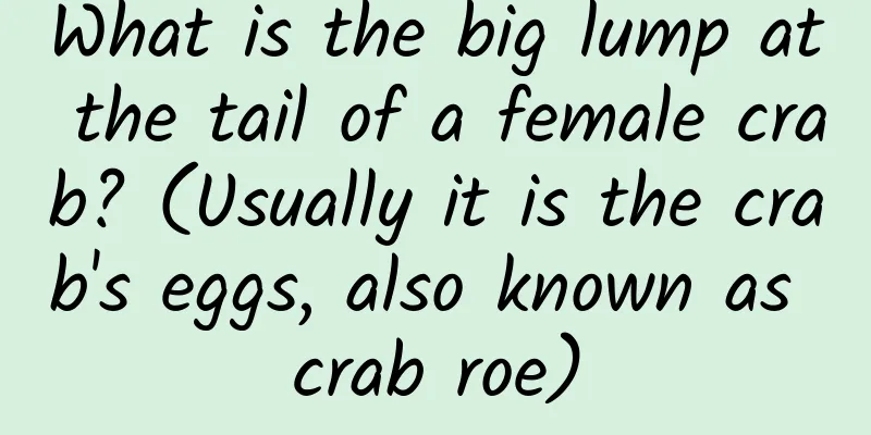 What is the big lump at the tail of a female crab? (Usually it is the crab's eggs, also known as crab roe)