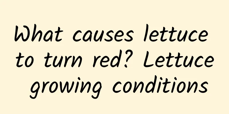 What causes lettuce to turn red? Lettuce growing conditions