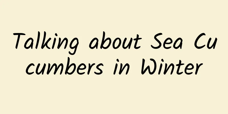 Talking about Sea Cucumbers in Winter