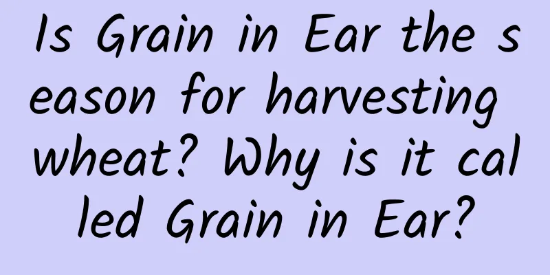 Is Grain in Ear the season for harvesting wheat? Why is it called Grain in Ear?