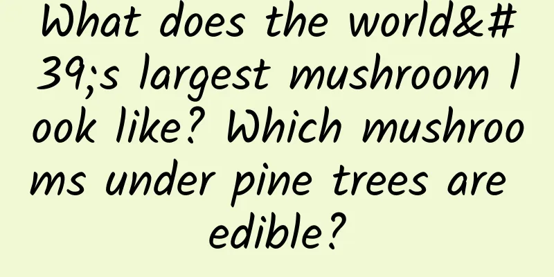 What does the world's largest mushroom look like? Which mushrooms under pine trees are edible?