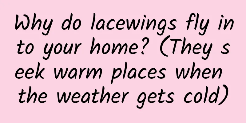Why do lacewings fly into your home? (They seek warm places when the weather gets cold)