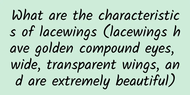 What are the characteristics of lacewings (lacewings have golden compound eyes, wide, transparent wings, and are extremely beautiful)