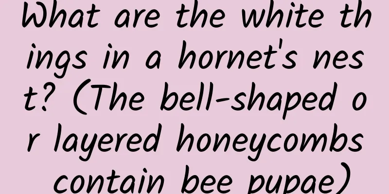 What are the white things in a hornet's nest? (The bell-shaped or layered honeycombs contain bee pupae)