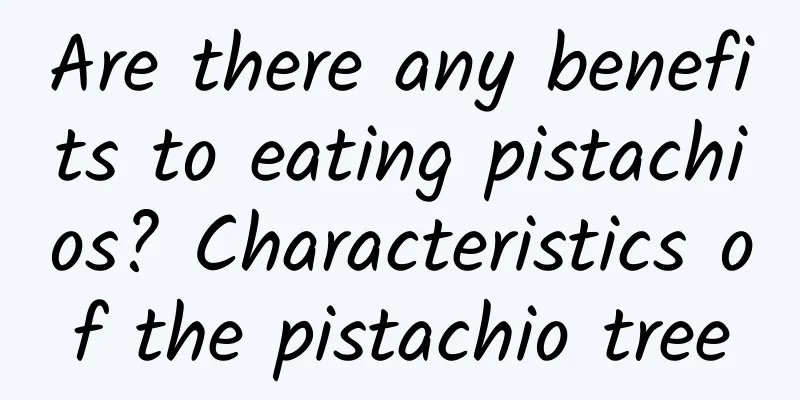 Are there any benefits to eating pistachios? Characteristics of the pistachio tree
