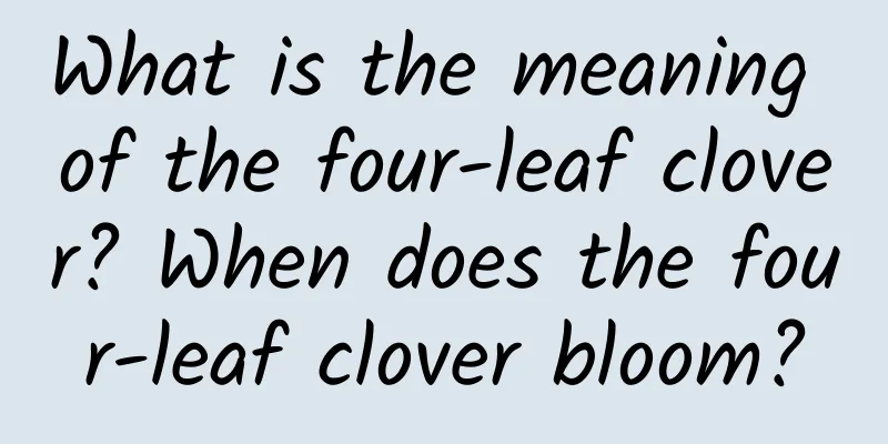 What is the meaning of the four-leaf clover? When does the four-leaf clover bloom?
