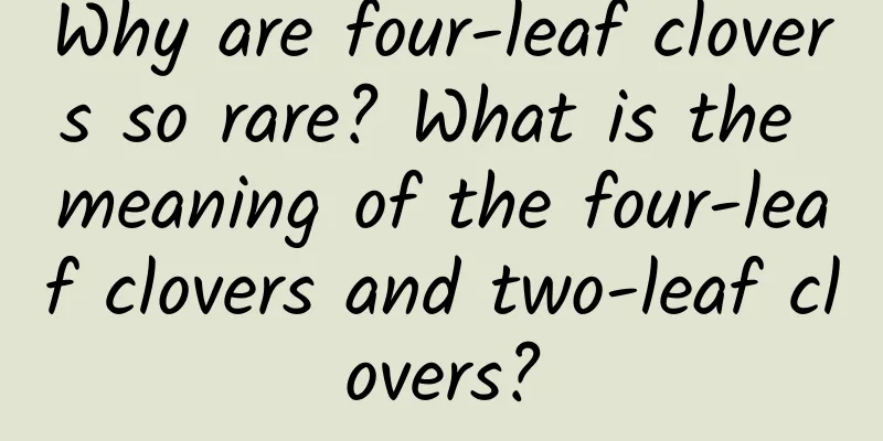 Why are four-leaf clovers so rare? What is the meaning of the four-leaf clovers and two-leaf clovers?