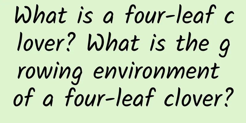 What is a four-leaf clover? What is the growing environment of a four-leaf clover?