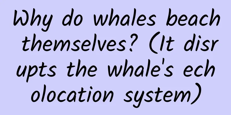 Why do whales beach themselves? (It disrupts the whale's echolocation system)