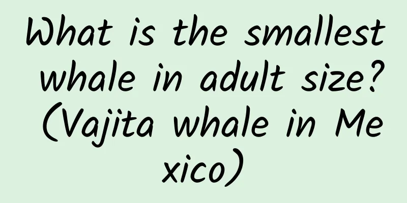 What is the smallest whale in adult size? (Vajita whale in Mexico)
