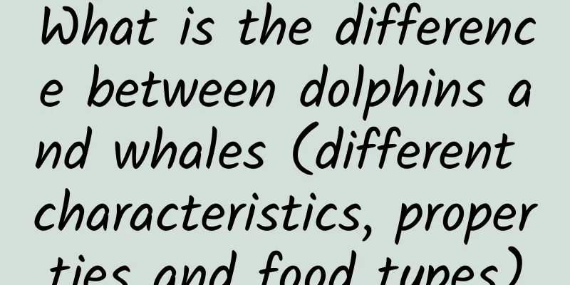 What is the difference between dolphins and whales (different characteristics, properties and food types)