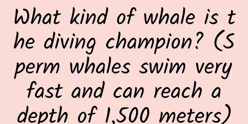 What kind of whale is the diving champion? (Sperm whales swim very fast and can reach a depth of 1,500 meters)