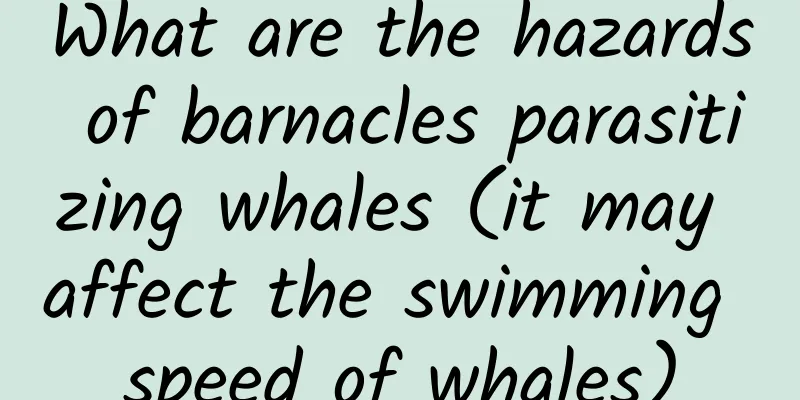 What are the hazards of barnacles parasitizing whales (it may affect the swimming speed of whales)