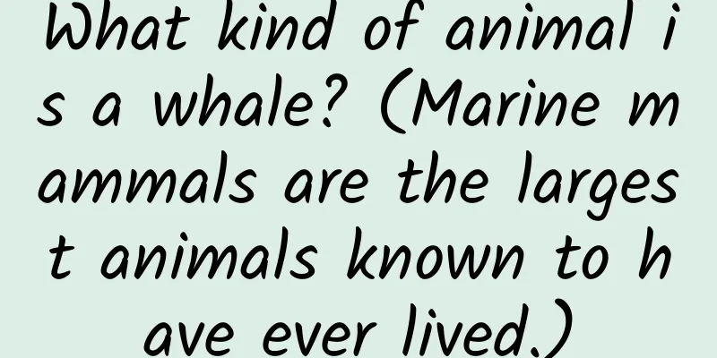 What kind of animal is a whale? (Marine mammals are the largest animals known to have ever lived.)