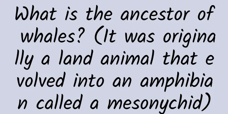 What is the ancestor of whales? (It was originally a land animal that evolved into an amphibian called a mesonychid)
