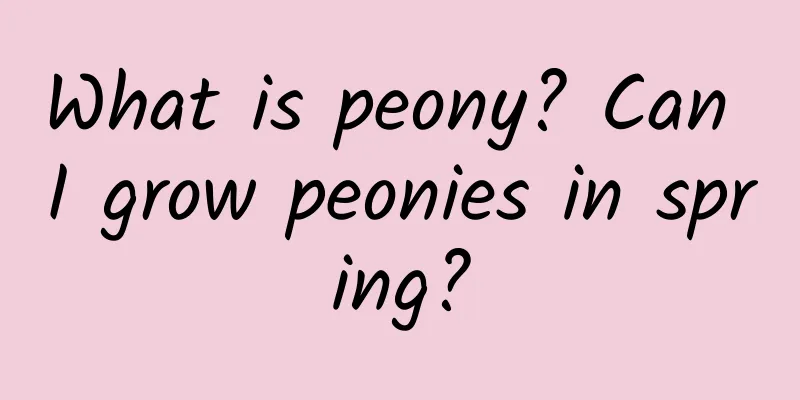What is peony? Can I grow peonies in spring?