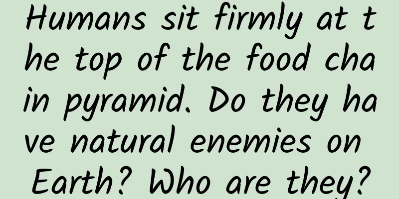 Humans sit firmly at the top of the food chain pyramid. Do they have natural enemies on Earth? Who are they?