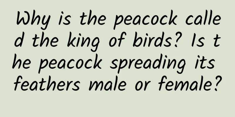 Why is the peacock called the king of birds? Is the peacock spreading its feathers male or female?