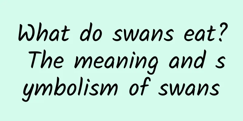 What do swans eat? The meaning and symbolism of swans