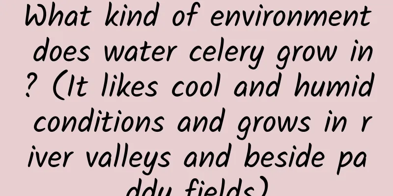 What kind of environment does water celery grow in? (It likes cool and humid conditions and grows in river valleys and beside paddy fields)