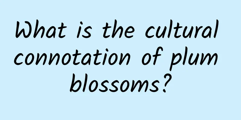 What is the cultural connotation of plum blossoms?