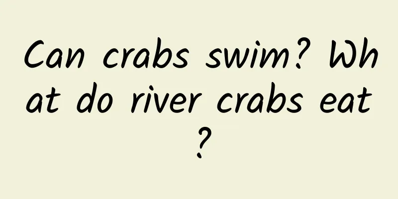 Can crabs swim? What do river crabs eat?