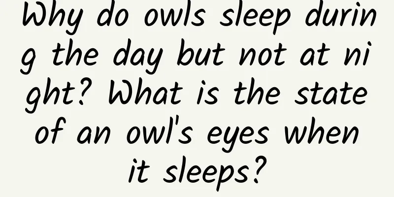 Why do owls sleep during the day but not at night? What is the state of an owl's eyes when it sleeps?
