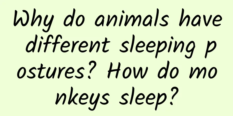 Why do animals have different sleeping postures? How do monkeys sleep?