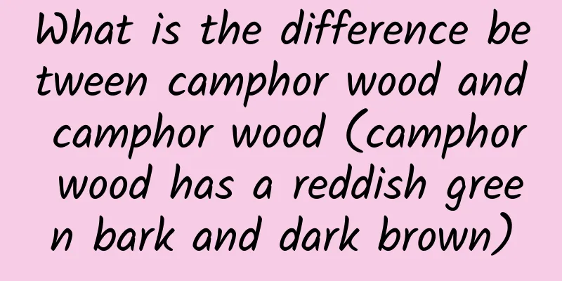What is the difference between camphor wood and camphor wood (camphor wood has a reddish green bark and dark brown)