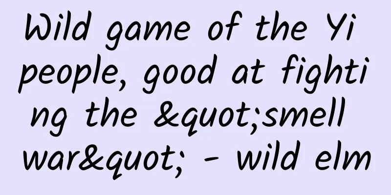 Wild game of the Yi people, good at fighting the "smell war" - wild elm