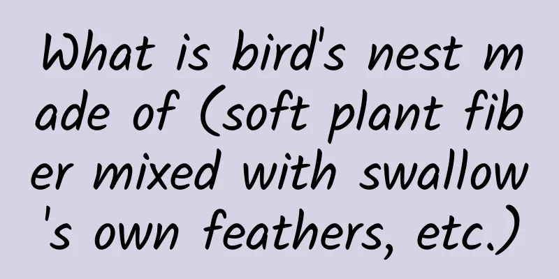 What is bird's nest made of (soft plant fiber mixed with swallow's own feathers, etc.)