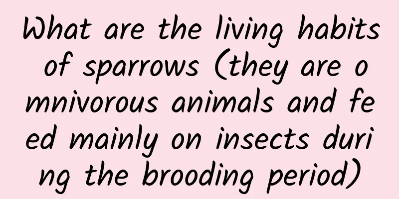 What are the living habits of sparrows (they are omnivorous animals and feed mainly on insects during the brooding period)
