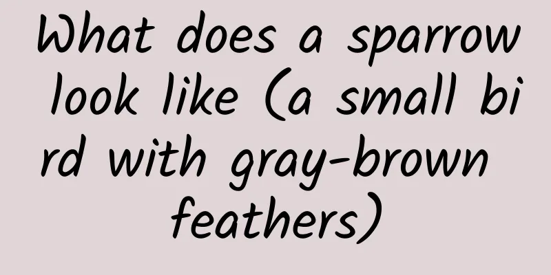 What does a sparrow look like (a small bird with gray-brown feathers)