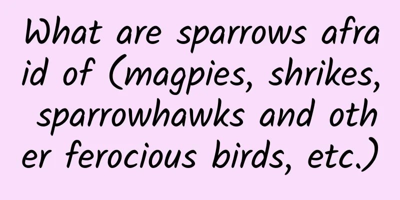 What are sparrows afraid of (magpies, shrikes, sparrowhawks and other ferocious birds, etc.)