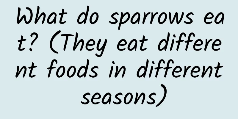 What do sparrows eat? (They eat different foods in different seasons)