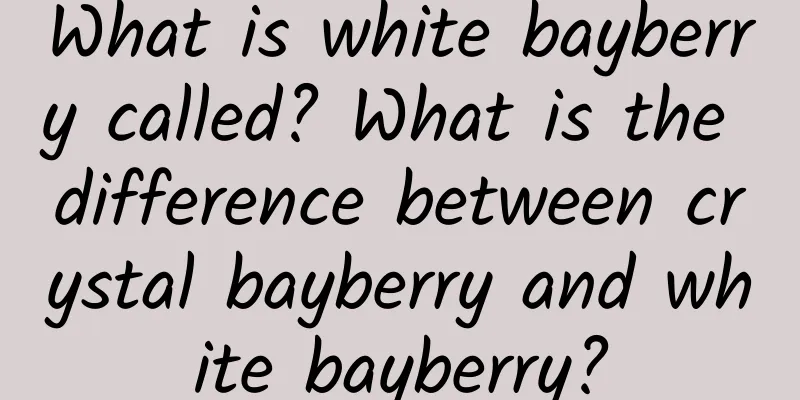 What is white bayberry called? What is the difference between crystal bayberry and white bayberry?