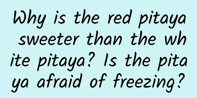 Why is the red pitaya sweeter than the white pitaya? Is the pitaya afraid of freezing?