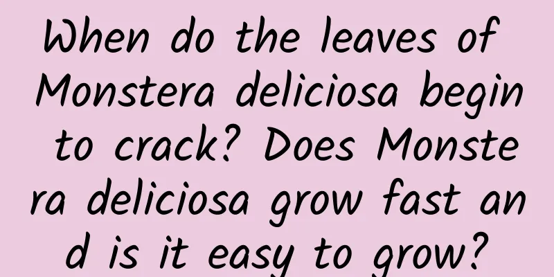 When do the leaves of Monstera deliciosa begin to crack? Does Monstera deliciosa grow fast and is it easy to grow?