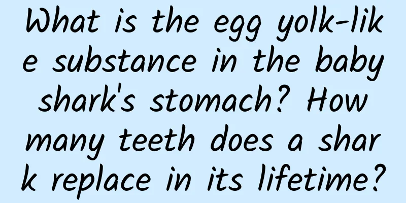 What is the egg yolk-like substance in the baby shark's stomach? How many teeth does a shark replace in its lifetime?
