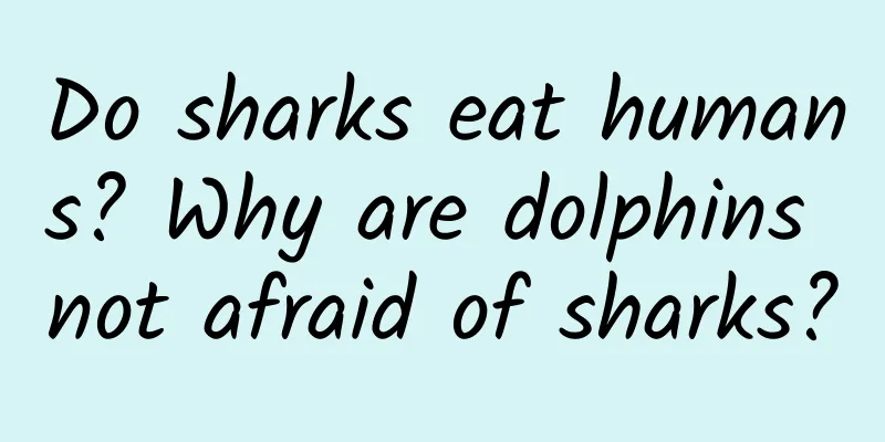 Do sharks eat humans? Why are dolphins not afraid of sharks?