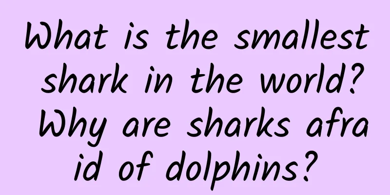What is the smallest shark in the world? Why are sharks afraid of dolphins?