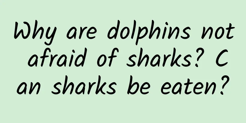 Why are dolphins not afraid of sharks? Can sharks be eaten?