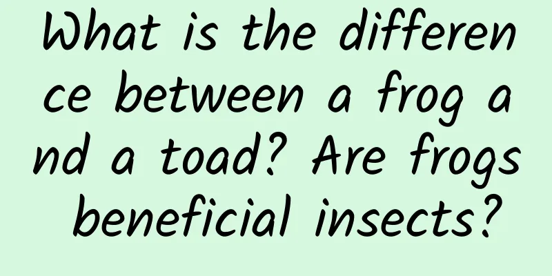 What is the difference between a frog and a toad? Are frogs beneficial insects?