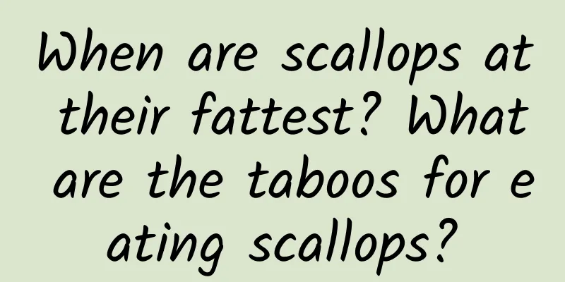 When are scallops at their fattest? What are the taboos for eating scallops?