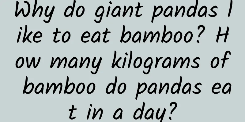 Why do giant pandas like to eat bamboo? How many kilograms of bamboo do pandas eat in a day?