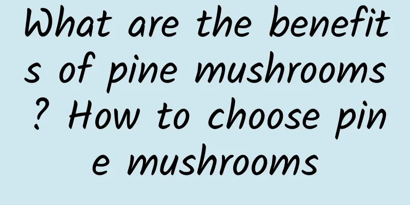 What are the benefits of pine mushrooms? How to choose pine mushrooms